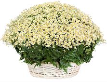Цветочная композиция из Ромашки в корзине #REPLACE_PRED# Таежный Красноярского края